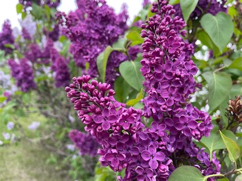 How to Grow Great Lilacs in Zone 3: Fragrance, Beauty & So Much More ...