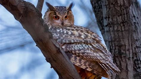 Flaco The Owl Surviving In Central Park After Zoo Vandalism - Videos ...