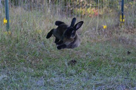 Rabbit binkies Rabbit Binky, Dwarf Bunnies, Bunny Rabbits, Lionhead Rabbit, Rabbit Life, Bunny ...