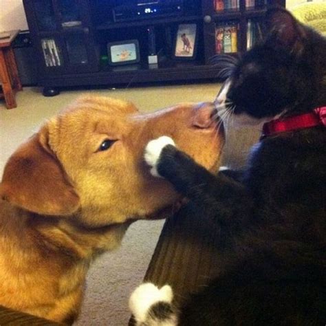 Cat Kisses Dog – 1Funny.com