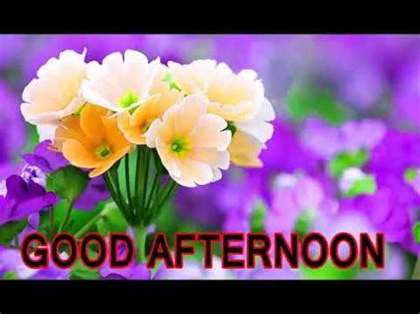 Good Afternoon flowers Greeting Images - YouTube