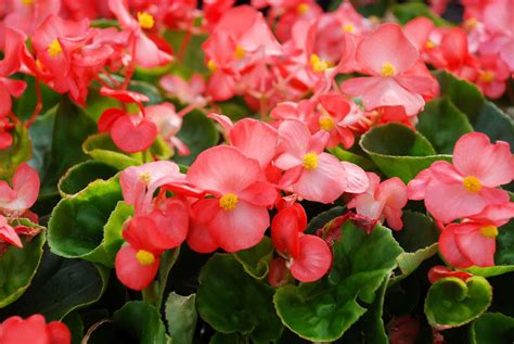 How to Grow and Care for Begonias