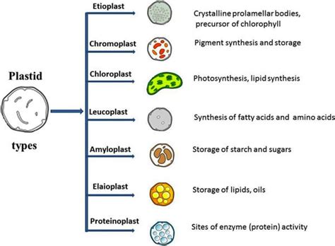 Plastids- Definition, Structure, Types, Functions and Diagram