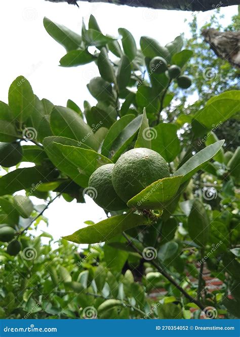 Lime Fruit As a Complement To Cooking and Beneficial for Health Stock ...