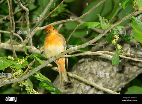 Female blue grosbeak scientific name hi-res stock photography and images - Alamy