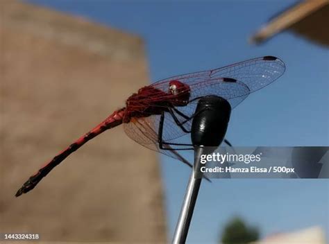 Wildlife Of Syria Photos and Premium High Res Pictures - Getty Images