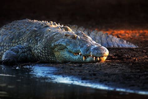 Nile Crocodile - Up Close and Personal With Africa's Largest Reptile ...