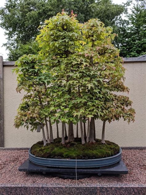 Trident Maple Forest (Montréal Botanical Garden) : Bonsai