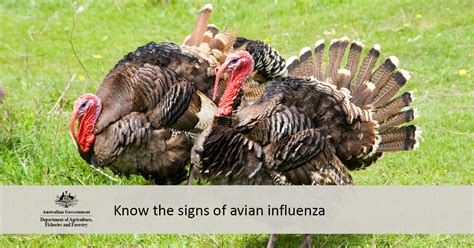 Agriculture Victoria on Twitter: "RT @DAFFgov: Signs of avian influenza ...