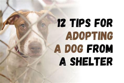 How to Successfully Adopt a Rescue Dog: 12 Essential Tips