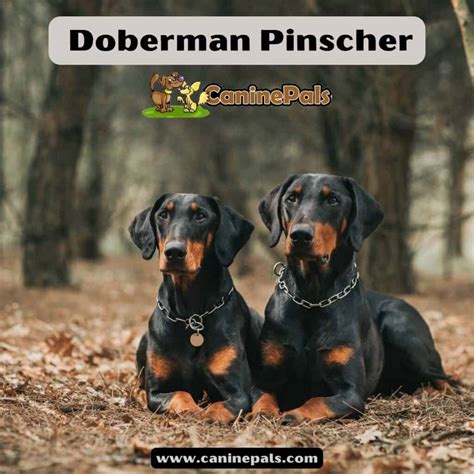 Doberman Pinscher - Canine Pals