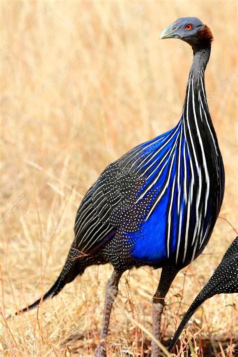 Vulturine guinea fowl — Stock Photo © photogallet #97041604