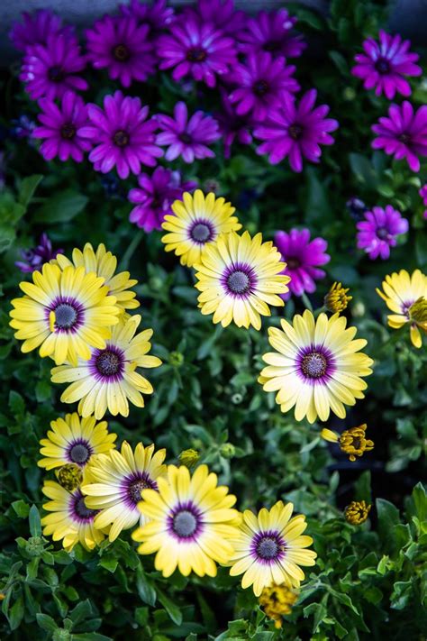 African Daisy | Beautiful flowers, Daisy, Wallpaper nature flowers