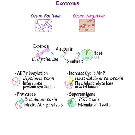 Immunology/Microbiology Glossary: Bacteria - Exotoxins | Draw It to Know It