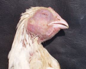 Poultry: Mycoplasma Gallisepticum