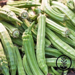 The 13 Best Okra Varieties for Your Vegetable Patch | Gardener’s Path