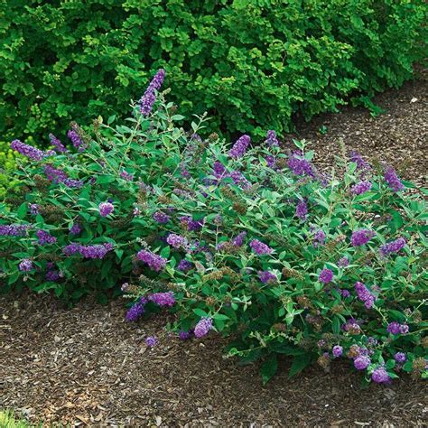 Buddleia Lo & Behold® 'Blue Chip Jr.' | Front gardens, Deer resistant plants, White flower farm