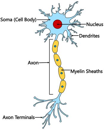 Image Result For Neuron Cell Infographic Cell Diagram Neurons Brain - Riset