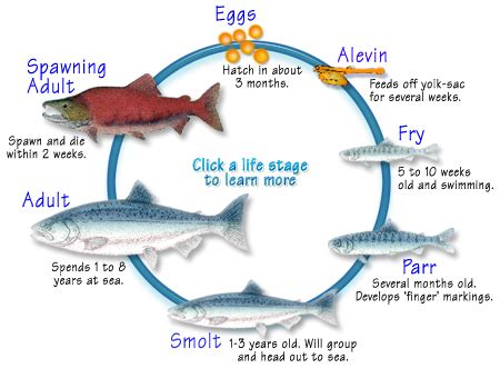 North Pacific Sockeye Salmon