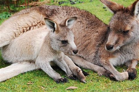 200+ Free Wallaby & Kangaroo Images