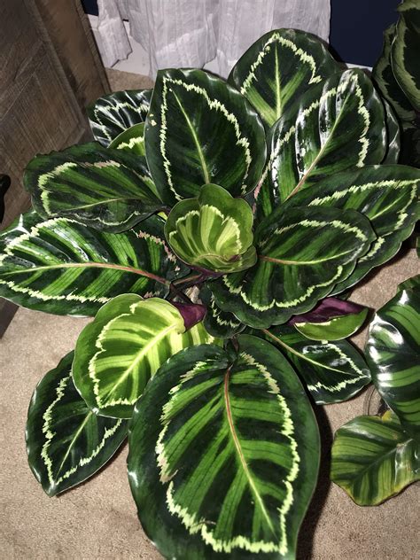 What type of calathea is this? : r/houseplants