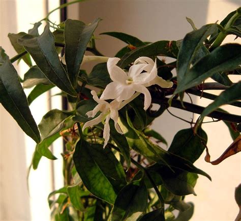 Growing Jasmine Indoors: Care Of Indoor Jasmine Plants | Jasmine plant ...