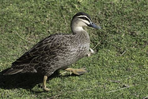 Pacific Black Duck at Moonlit Sanctuary | Bird photography, Beautiful birds, Moonlight