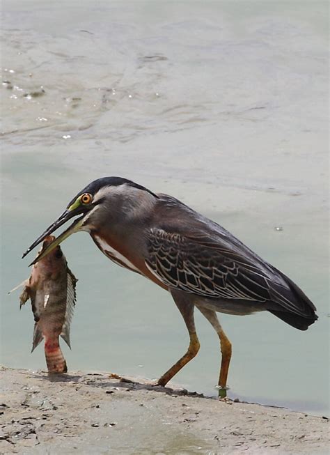 Fish Eating Birds: Tricks and Techinques - HubPages