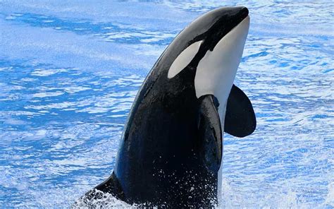 Killer Whale (Orcinus Orca) | Dolphins World