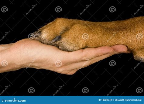 Friendship Human vs Dog stock image. Image of horizontal - 18729749