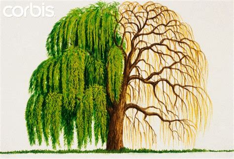 Weeping Willow Tree Drawings | Willow tree tattoos, Willow tree art ...