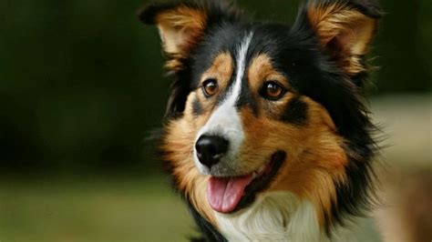 Tricolor Border Collie Ultimate Guide: Facts about this Variation