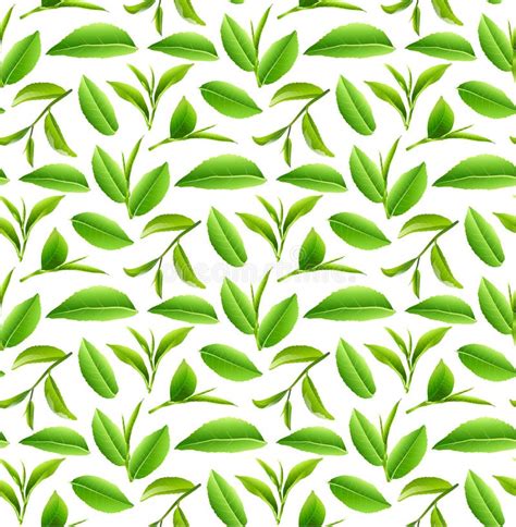 Green Tea Leaves Nature Background. Stock Photo - Image of object, liquid: 106613998