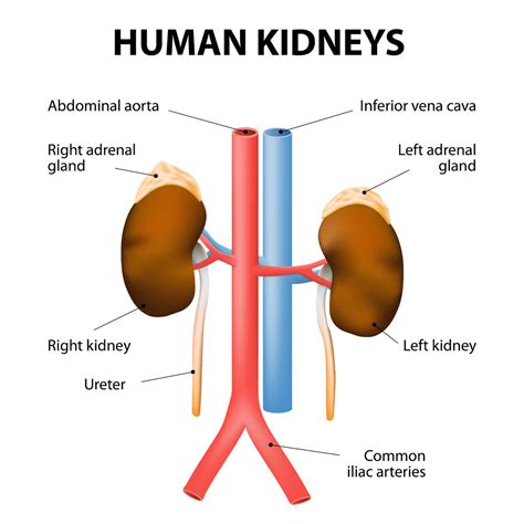 The Adrenal Stress Connection – My Interview with Dr. Marita Schauch — Health Quest Podcast