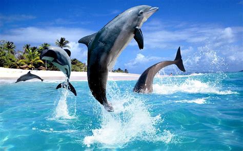 🔥 [44+] Live Dolphin Wallpapers | WallpaperSafari