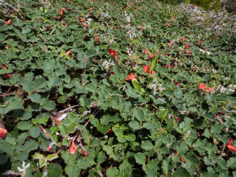 Australian Native Climbers and Creepers | Gardening With Angus