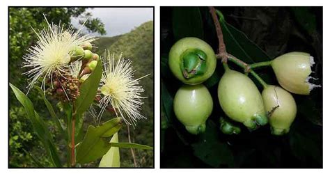 Jambo Fruit Tree | Fruit Trees