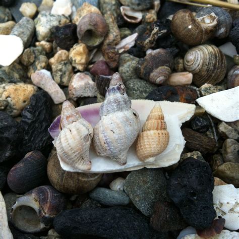 Whelk shells | Sea shells, Shells, Nautical theme