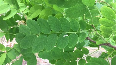 Black locust (Robinia pseudoacacia) - leaves - June 2018 - YouTube