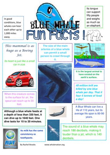 Blue Whale Fun Facts | Teaching Resources