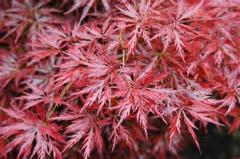 Acer palmatum 'Orangeola' (Laceleaf Japanese Maple)