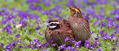 Raising Quail for Profit on the Homestead - Homestead.org