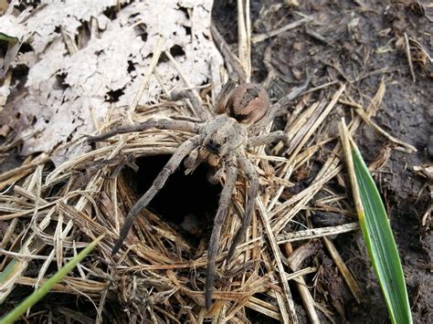 Wonders of Wildlife: Carolina Wolf Spider | AWF