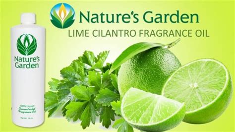 Clean and Refreshing Lime Cilantro Fragrance Oil