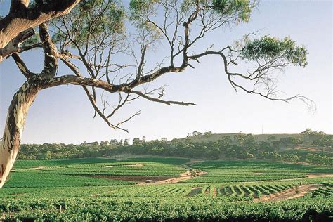 10 Best Wineries in Clare Valley | Man of Many