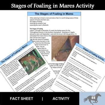 Stages of Foaling in Mares Fact Sheet by Equus Education | TpT