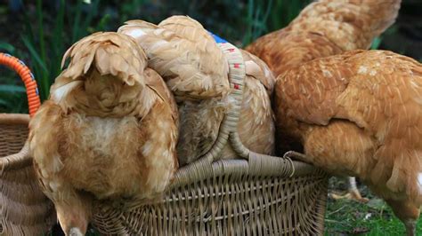 The ultimate guide to chicken bedding | British Hen Welfare Trust