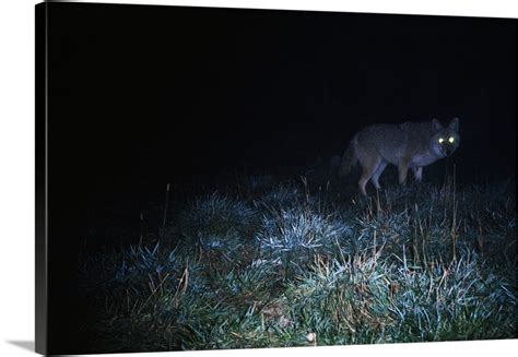 Glowing eyes of eastern coyote hunting at night. Wall Art, Canvas ...