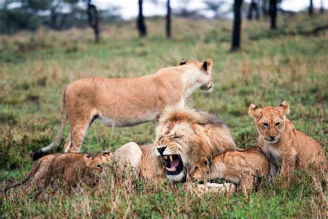 Lion pride stock image. Image of park, travel, safari - 4648693