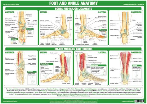 Plantar Foot Anatomy Joints